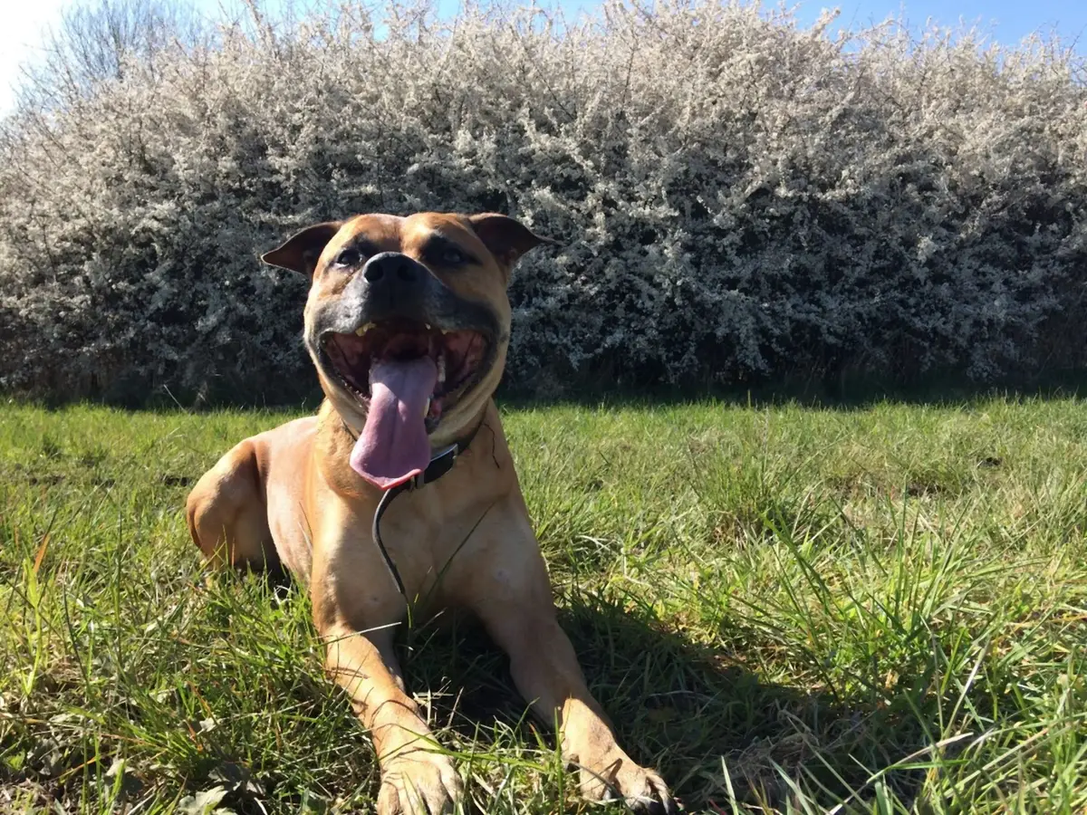 A tan dog lying in the grass with its tongue out, in front of a hedge of white blossom